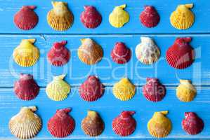 Yellow And Red Seashells As Texture On Blue Wooden Background