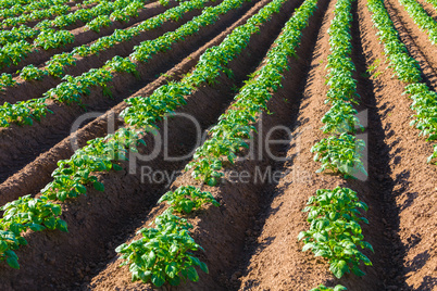 potato field