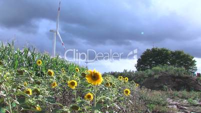 Sonnenblumen und Windräder