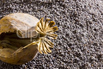 Poppy heads on a background of poppy seeds