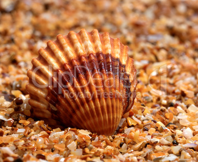 Seashell on sand in sun day