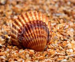 Seashell on sand in sun day