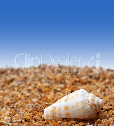 Shell of cone snail on sand