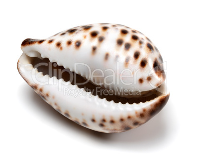 Shell of Cypraea tigris on white