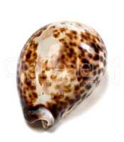 Shell of Cypraea tigris