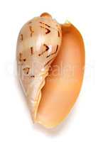 Seashell of Cymbiola