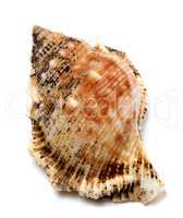 Shell of Bursa bubo (frog snail)