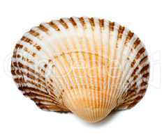 Seashell of anadara