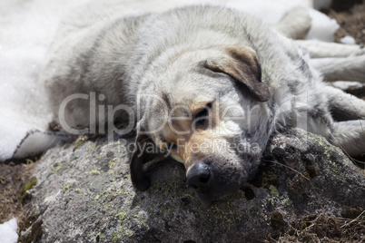 Homeless dog sleeps on stone
