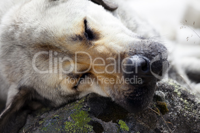 Homeless dog sleeps on stone