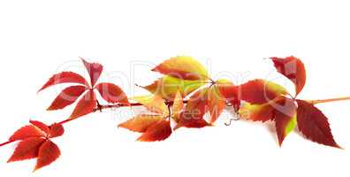 Red autumn branch of grapes leaves