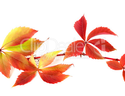 Red autumnal branch of grapes leaves