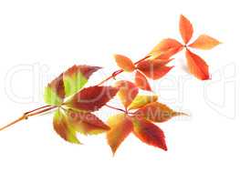 Multicolor autumn twig of grapes leaves on white