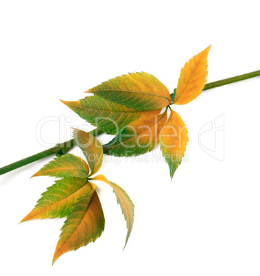 Multicolor autumn twig of grapes leaves, parthenocissus quinquef