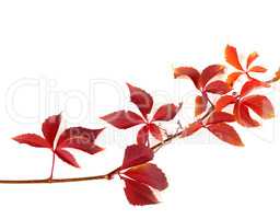 Twig of autumnal red grapes leaves