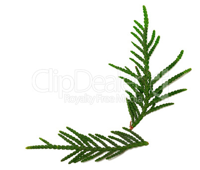 Green twigs of thuja on white background