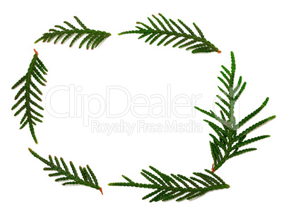 Thuja branchs on white with copy space