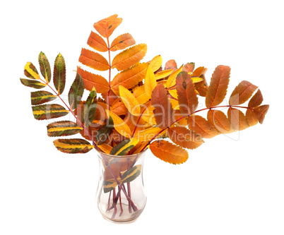 Multicolor autumn rowan leafs in glass