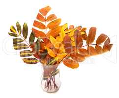 Multicolor autumn rowan leafs in glass
