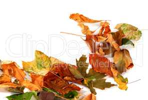 Autumn dry leafs. Isolated on white background