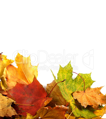 Autumn maple-leaf background