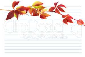 Red autumn branch of grapes leaves on notebook paper