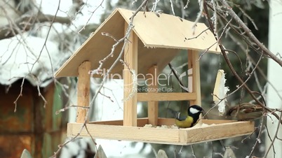 sparrows and tits at bird feeder