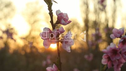 peach blossom with sunshine in the evening