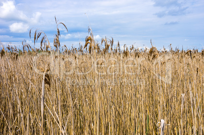 REED BED