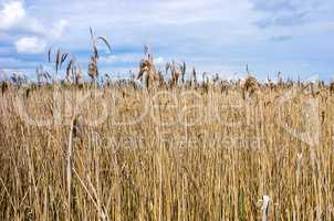 REED BED