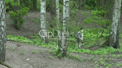 Wolf schaut im Wald umher