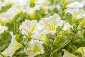 white petunia flowers in the garden in spring time
