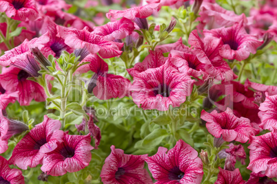 pink petunia flowers in the garden in spring time