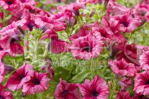 pink petunia flowers in the garden in spring time