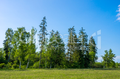 GROUP OF TREES