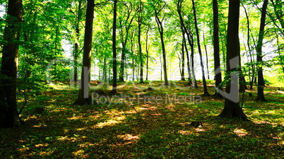 lichtdurchfluteter Buchenwald