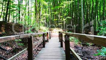 Holzbrücke im Nationalpark Jasmund