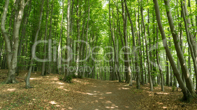 Wanderweg im Nationalpark Jasmund