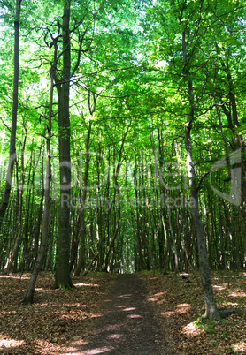 Wanderweg im Nationalpark Jasmund