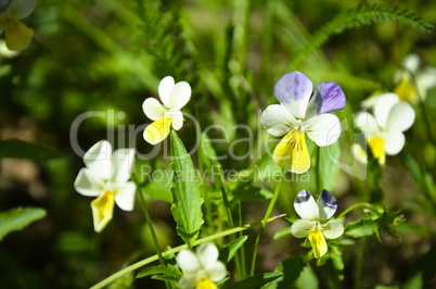 Pansy flowers Viola tricolor in the garden