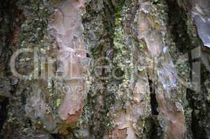 Bark of Tree in the forest