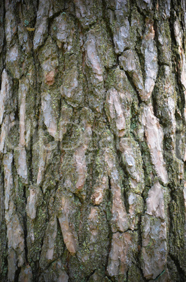 Bark of Tree in the forest