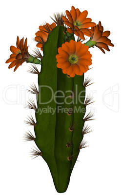 Cactus with flowers - 3D render