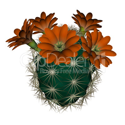 Cactus with flowers - 3D render