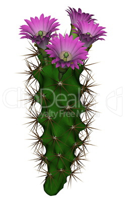 Cactus with flowers - 3D render