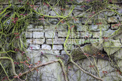 Verwitterte und überwucherte alte Mauer