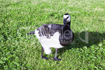 Branta leucopsis - Nonnengans