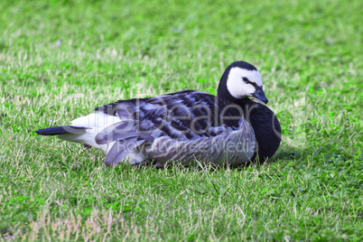 Nonnengans liegt auf der Wiese