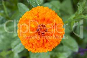 Orange Ringelblume