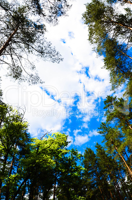 Clouds in the sky and background of tree branches